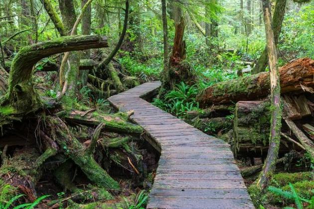 Natural Gas Pipelines to go through B.C. Rainforest