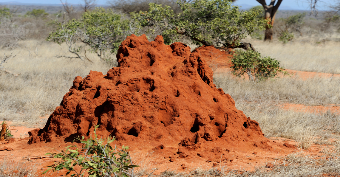 termite mound used in gold exploration