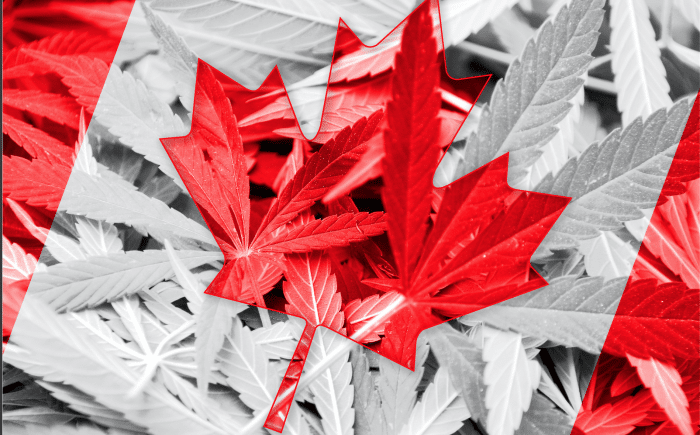 Canadian marijuana growers set sights on global market