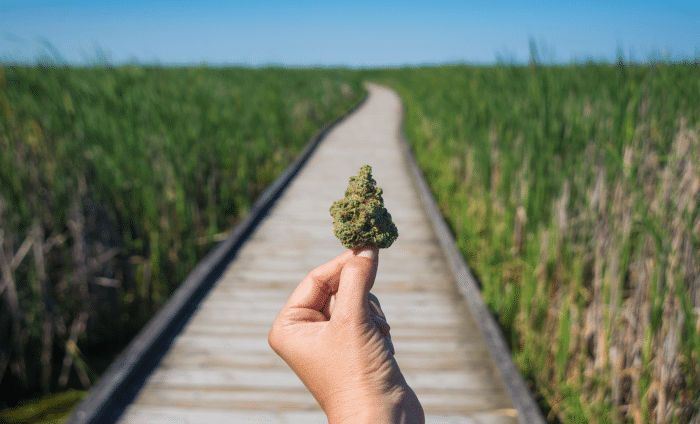 retail cannabis opportunity for investors