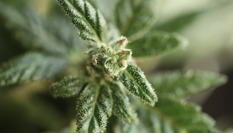 Marijuana market in Canada