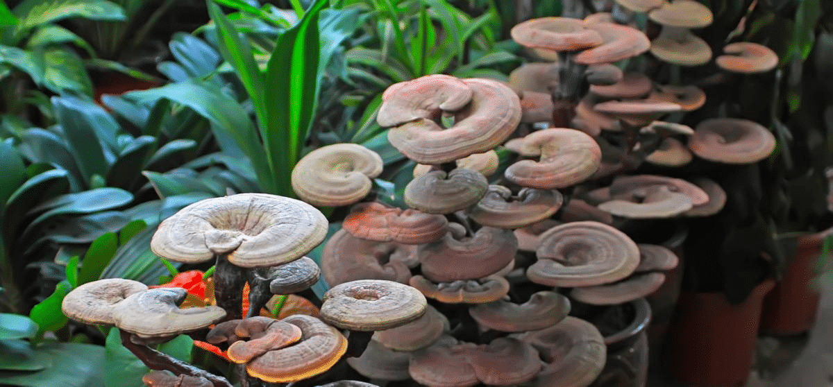 reishi mushrooms growing