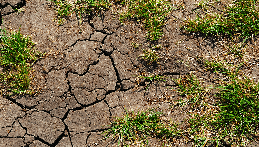 Soil erosion and dying grass